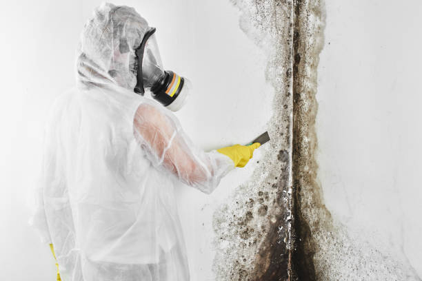 Best Residential Mold Removal  in Big Rapids, MI