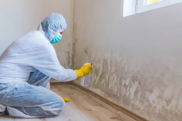 Home Mold Removal in Big Rapids, MI