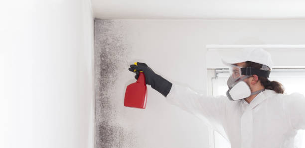 Best Attic Mold Removal  in Big Rapids, MI