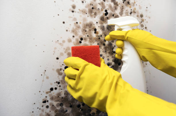 Best Office Mold Removal Services  in Big Rapids, MI