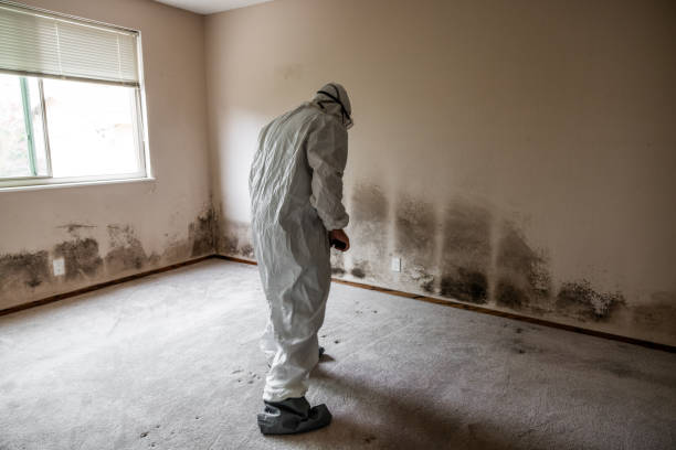 Crawl Space Mold Removal in Big Rapids, MI